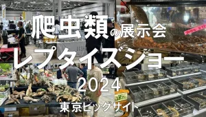 爬虫類の展示会：ジャパンレプタイルズショー2024・東京ビッグサイト・展示会営業術